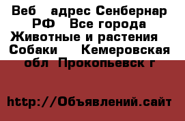 Веб – адрес Сенбернар.РФ - Все города Животные и растения » Собаки   . Кемеровская обл.,Прокопьевск г.